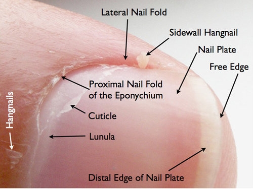 Nail anatomy: an overview - Scratch Magazine