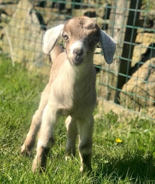 Goat from Top O’th Bank Barn farm