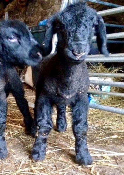 Lambs on the Top O’th Bank Barn farm