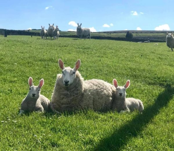 Laura Jane Berry Sheep