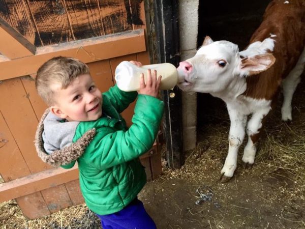 Laura Jane Berry's son, Jack, with a calf