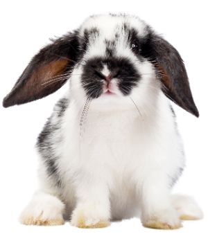vegan beauty bunny