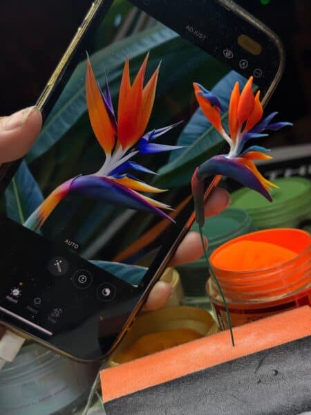 Phone displaying vibrant bird-of-paradise flowers in camera app