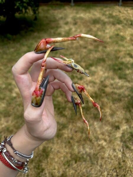 Hand holding a crab with long claws outdoors