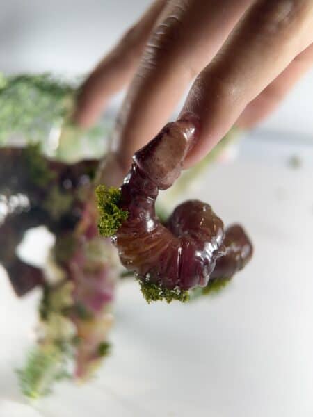 Macro close-up of wet purple jelly fungus on branch